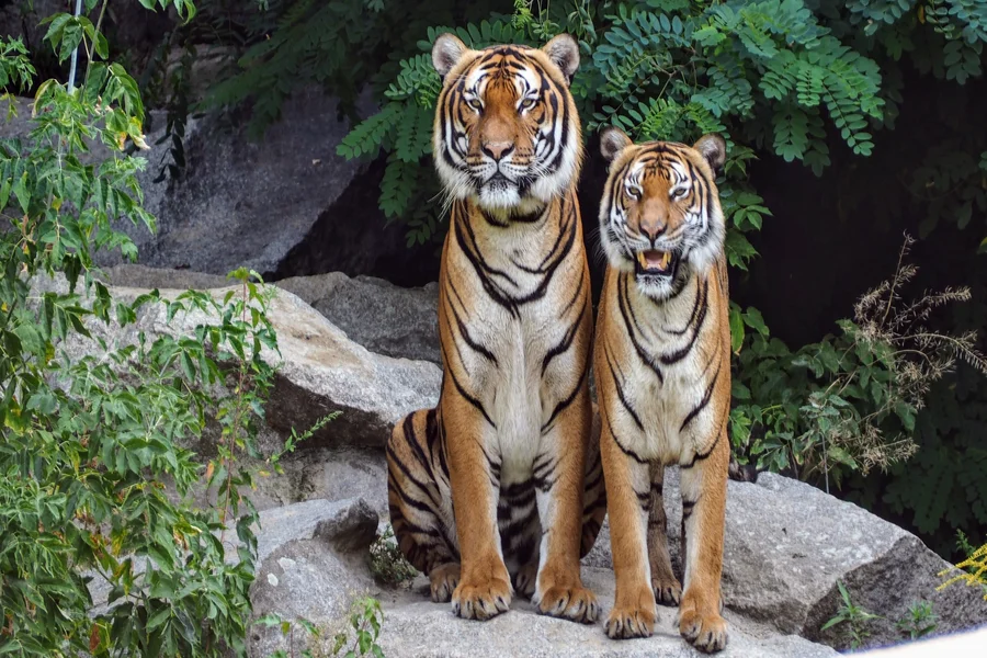 वाघ विषयी मराठी निबंध, essay on tiger in Marathi , tiger information in marathi , maza avadta prani wagh